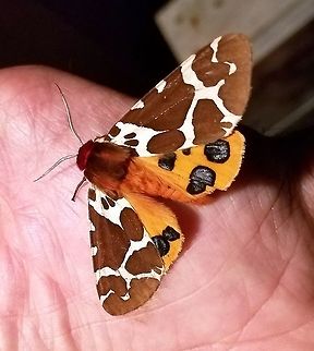 A Moth in the Hand Arctia caja (Garden Tiger Moth) Arctia caja,Garden tiger moth,Geotagged,Summer,United States
