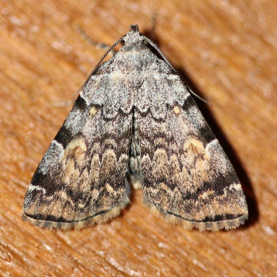 Idia americalis Idia americalis American idia,Geotagged,Idia americalis,Summer,United States