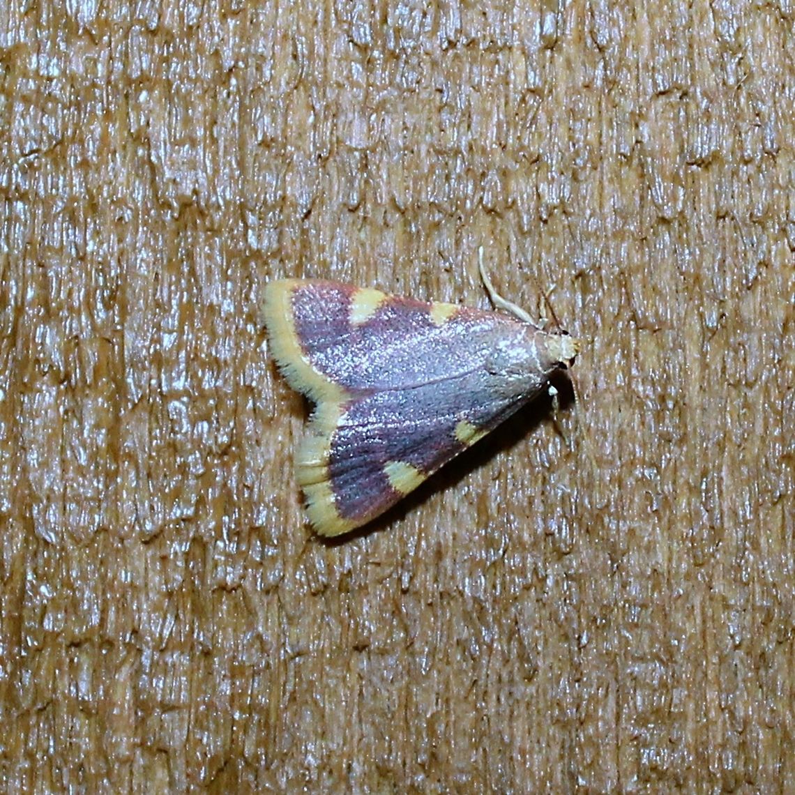 Hypsopygia costalis Hypsopygia costalis (Gold Triangle Clover Hay Moth) no doubt here because of the bales of hay I keep for my sheep. Geotagged,Hypsopygia costalis,Summer,United States