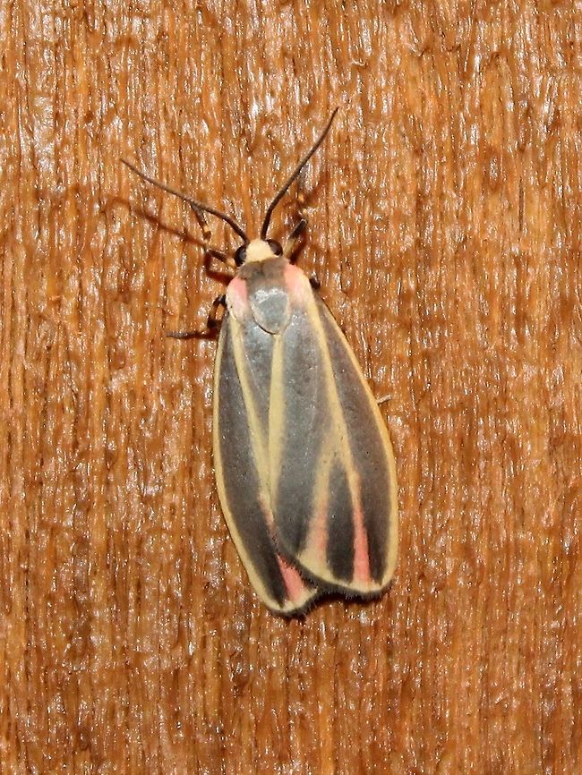 Hypoprepia fucosa Hypoprepia fucosa (Painted Lichen Moth, Firefly Moth). Larvae of this species feed on lichens, algae, and moss growing on trees. The color patterns on this moth are similar to those on some species of firefly beetles and are probably a warning sign that they are inedible as well as a case of mimicry. But if both the firefly and the moth are inedible then who is imitating who?<br />
<br />
<a href="https://bugguide.net/node/view/16271" rel="nofollow">https://bugguide.net/node/view/16271</a><br />
<a href="http://mothphotographersgroup.msstate.edu/species.php?hodges=8090" rel="nofollow">http://mothphotographersgroup.msstate.edu/species.php?hodges=8090</a> Geotagged,Hypoprepia fucosa,Painted Lichen Moth,Painted lichen moth,Summer,United States,firefly,firefly moth,mimicry