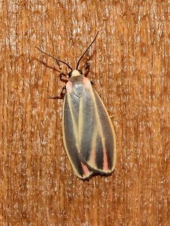Hypoprepia fucosa Hypoprepia fucosa (Painted Lichen Moth, Firefly Moth). Larvae of this species feed on lichens, algae, and moss growing on trees. The color patterns on this moth are similar to those on some species of firefly beetles and are probably a warning sign that they are inedible as well as a case of mimicry. But if both the firefly and the moth are inedible then who is imitating who?

https://bugguide.net/node/view/16271
http://mothphotographersgroup.msstate.edu/species.php?hodges=8090 Geotagged,Hypoprepia fucosa,Painted Lichen Moth,Painted lichen moth,Summer,United States,firefly,firefly moth,mimicry