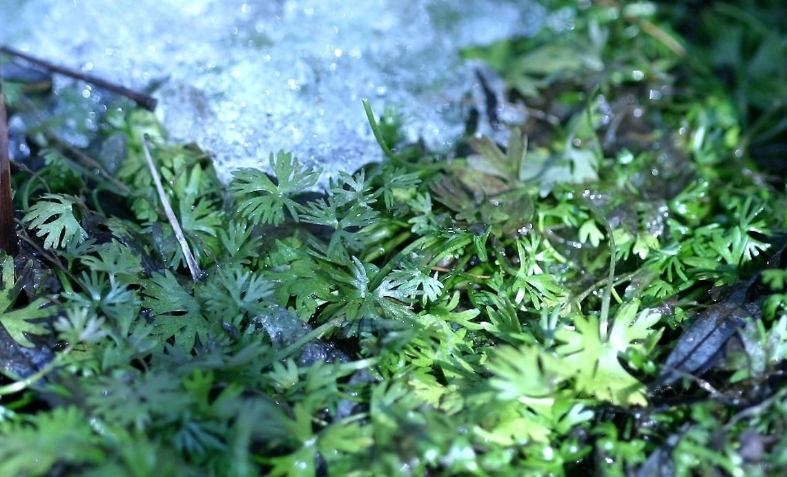 Ranunculus gmelinii Ranunculus gmelinii (Gmelin&#039;s Buttercup, Small Yellow Water Crowfoot)o0n March 13, 2015 and looking as good as the day it was frozen solid in the ice back in November 2104. Behind the plants is some of the ice that has not yet melted. Geotagged,Gmelin's buttercup,Ranunculus gmelinii,Small Yellow Water Crowfoot,United States,Winter,ice