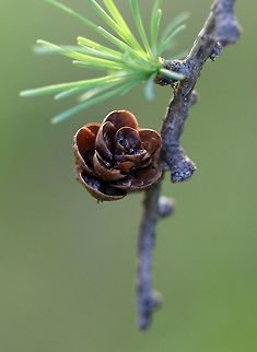 Larix laricina Larix laricina (Tamarack) cone and needles. Geotagged,Larix laricina,Spring,United States,tamarack