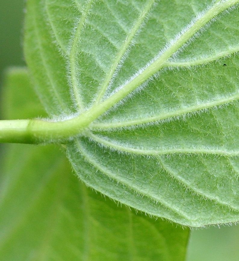Viburnum rafinesquianum Viburnum rafinesquianum (Downy Arrowwood) underside of leaf showing covering of hairs along veins and between them. Geotagged,Spring,United States,Viburnum,Viburnum rafinesqueanum,arrowwood,downy arrowwood