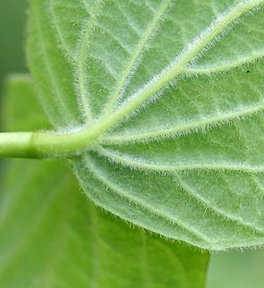 Viburnum rafinesquianum Viburnum rafinesquianum (Downy Arrowwood) underside of leaf showing covering of hairs along veins and between them. Geotagged,Spring,United States,Viburnum,Viburnum rafinesqueanum,arrowwood,downy arrowwood
