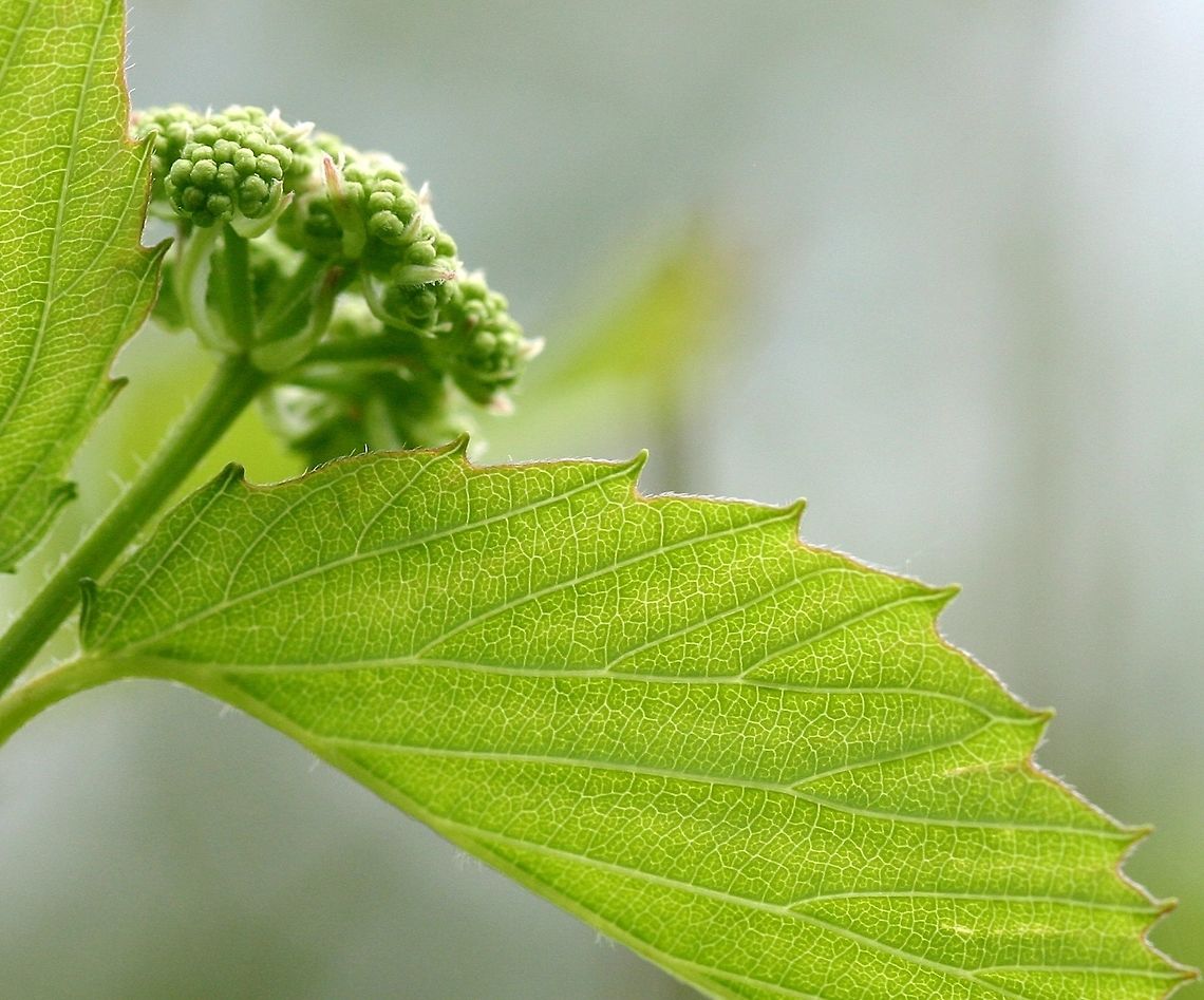 Viburnum dentatum Viburnum dentatum (Southern Arrowwood) sold by the local soil and water conservation district as Viburnum rafinesquianum. I bought 25 of them (dormant and bare root) and most survived the transplant, deer, and rabbits. it was when they leafed out that I began to suspect something was not right. Viburnum dentatum does grow in a single place in my county down in the southeast corner according to a very old record by Olga Lakela. According to Minnesota Wildflowers this species is not native to Minnesota. <a href="https://www.minnesotawildflowers.info/shrub/downy-arrrow-wood" rel="nofollow">https://www.minnesotawildflowers.info/shrub/downy-arrrow-wood</a><br />
<br />
This photo shows the leaf underside which is clearly glabrous. Compare it to this one of Viburnum rafinesquianum. <figure class="photo"><a href="https://www.jungledragon.com/image/75452/viburnum_rafinesquianum.html" title="Viburnum rafinesquianum"><img src="https://s3.amazonaws.com/media.jungledragon.com/images/3383/75452_thumb.JPG?AWSAccessKeyId=05GMT0V3GWVNE7GGM1R2&Expires=1769040010&Signature=60SEJ%2Bxwt6XhB7dO4kzk2OJfZZ8%3D" width="140" height="152" alt="Viburnum rafinesquianum Viburnum rafinesquianum (Downy Arrowwood) underside of leaf showing covering of hairs along veins and between them. Geotagged,Spring,United States,Viburnum,Viburnum rafinesqueanum,arrowwood,downy arrowwood" /></a></figure><br />
<br />
Other differences between Viburnum dentatum and Viburnum rafinesquianum are in the fruit (a drupe) which is blue and round in the former and dark blue to black and somewhat flattened in the latter. Also, Viburnum rafinesquianum has a pair of thin stipules at the base f the petiole while Viburnum dentatum does not.<br />
<br />
See also<br />
<a href="http://wisflora.herbarium.wisc.edu/taxa/index.php?taxon=5369" rel="nofollow">http://wisflora.herbarium.wisc.edu/taxa/index.php?taxon=5369</a> Geotagged,Southern Arrowwood,Spring,United States,Viburnum dentatum,Viburnum rafinesquianum