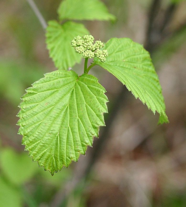 Viburnum dentatum Viburnum dentatum (Southern Arrowwood) sold by the local soil and water conservation district as Viburnum rafinesquianum. I bought 25 of them (dormant and bare root) and most survived the transplant, deer, and rabbits. it was when they leafed out that I began to suspect something was not right. Viburnum dentatum does grow in a single place in my county down in the southeast corner according to a very old record by Olga Lakela. According to Minnesota Wildflowers this species is not native to Minnesota. <a href="https://www.minnesotawildflowers.info/shrub/downy-arrrow-wood" rel="nofollow">https://www.minnesotawildflowers.info/shrub/downy-arrrow-wood</a><br />
<br />
The leaf underside of  Viburnum dentatum is glabrous while those of Viburnum rafinesquianum are covered in soft hairs (downy&quot;). Other differences between Viburnum dentatum and Viburnum rafinesquianum are in the fruit (a drupe) which is blue and round in the former and dark blue to black and somewhat flattened in the latter. Also, Viburnum rafinesquianum has a pair of thin stipules at the base f the petiole while Viburnum dentatum does not. Geotagged,Southern Arrowwood,Spring,United States,Viburnum dentatum,Viburnum rafinesquianum