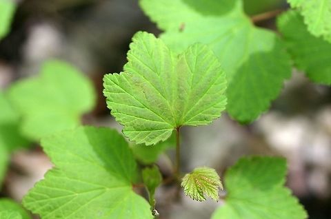 Ribes triste Ribes triste Geotagged,Ribes triste,Spring,United States,triste