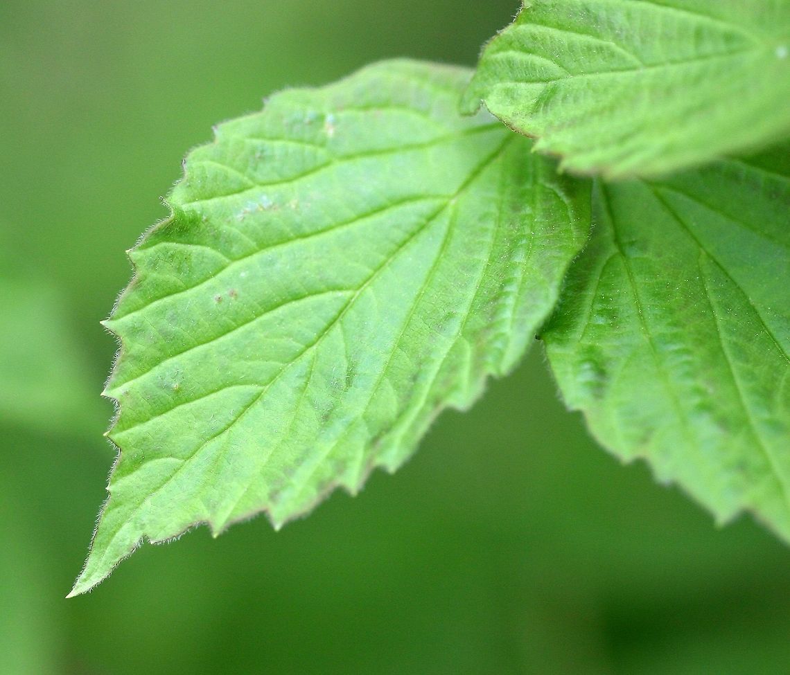 Viburnum rafinesquianum Viburnum rafinesquianum (Downy Arrowwood) Downy Arrowwood,Geotagged,Spring,United States,Viburnum rafinesqueanum,Viburnum rafinesquianum,rafinesqueanum