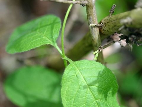 Lonicera hirsuta Lonicera hirsuta (Hairy Honeysuckle) growing on a fallen spruce tree in an upland woods. Sunny location, well-drained sandy loam. Geotagged,Hairy Honeysuckle,Lonicera hirsuta,Spring,United States