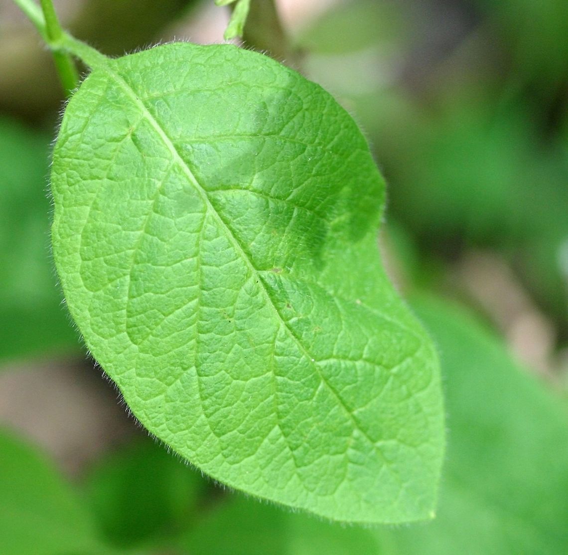 Lonicera hirsuta Lonicera hirsuta (Hairy Honeysuckle) growing on a fallen spruce tree in an upland woods. Sunny location, well-drained sandy loam. Geotagged,Hairy Honeysuckle,Lonicera hirsuta,Spring,United States