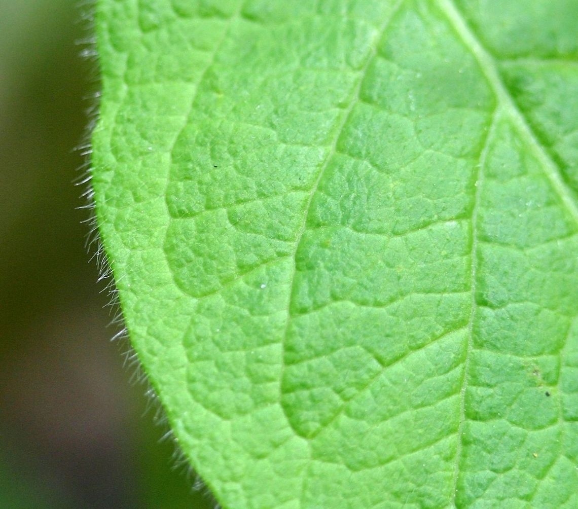 Lonicera hirsuta Lonicera hirsuta (Hairy Honeysuckle) growing on a fallen spruce tree in an upland woods. Sunny location, well-drained sandy loam. Geotagged,Hairy Honeysuckle,Lonicera hirsuta,Spring,United States