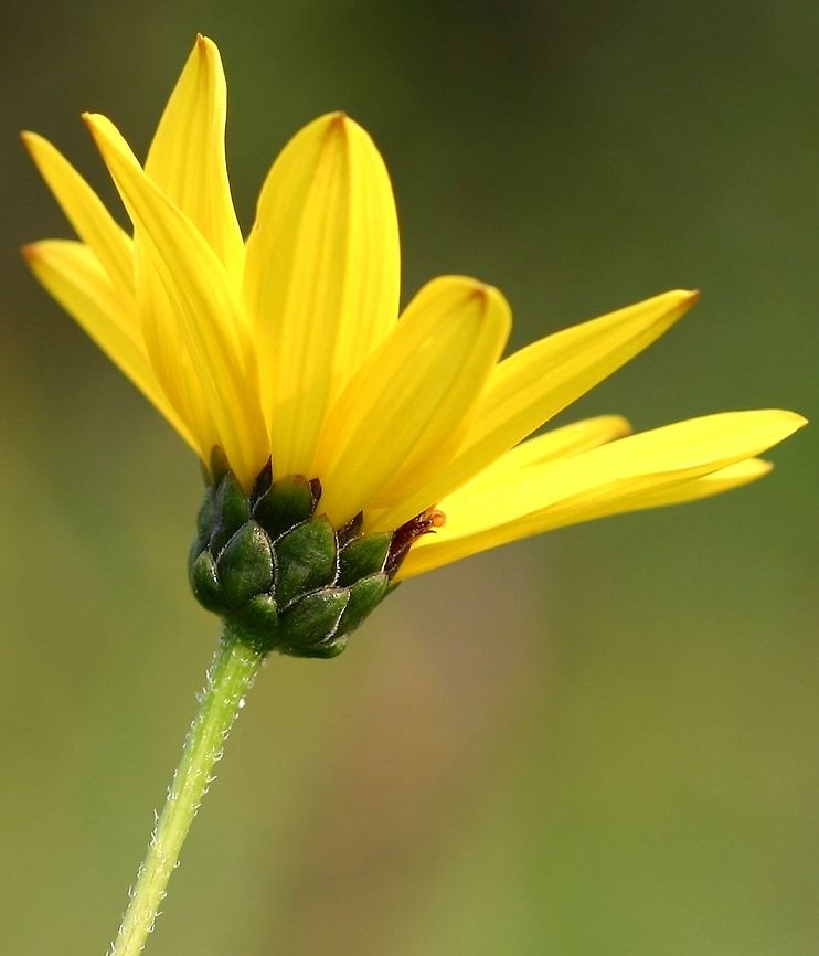 Helianthus pauciflorus Helianthus pauciflorus (Stiff Sunflower) showing imbricate bracts.<br />
<br />
Leaves on these plants are oblong-lanceoleate (roughly 5 times longer than wide) with acuminate tips so Helianthus pauciflorus ssp. pauciflorus? Geotagged,Helianthus pauciflorus,Stiff sunflower,Summer,United States