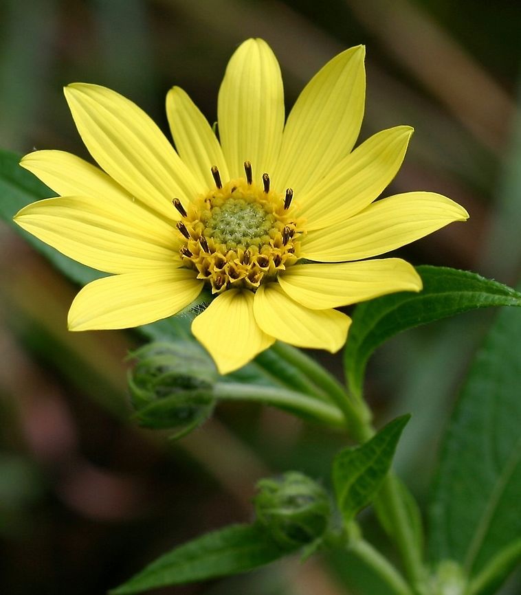 Helianthus giganteus Helianthus giganteus (Giant Sunflower, Tall Sunflower) Geotagged,Helianthus giganteus,Summer,United States