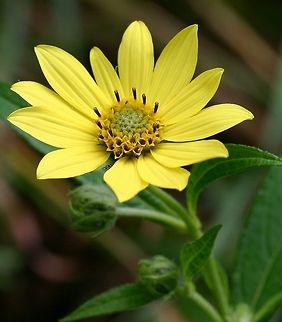 Helianthus giganteus Helianthus giganteus (Giant Sunflower, Tall Sunflower) Geotagged,Helianthus giganteus,Summer,United States