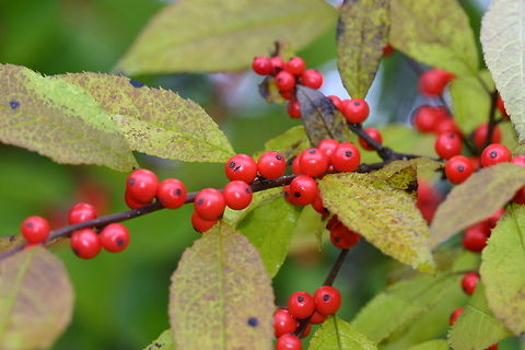 Ilex verticillata Ilex verticillata (Winterberry) growing at the edge of a shrub carr/sedge meadow wetland. Fall,Geotagged,Ilex verticillata,Prinos verticillatus,United States,Wetlands,Winterberry