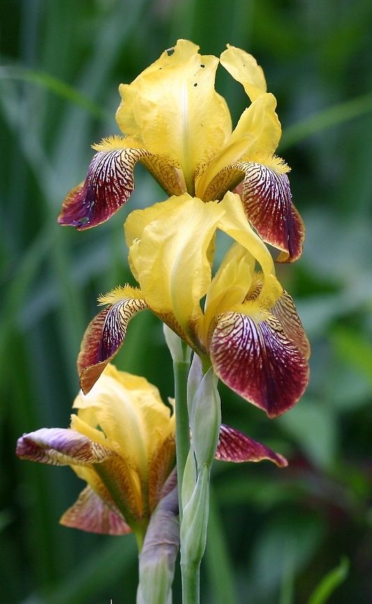 Iris germanica cv. Sans Souci Sans Souci is a cultivar of Iris germanica. &quot;Variegata with bright yellow standards over falls washed mahogany red. Distinguished from Honorabile by the color not being solid on the falls. Intensity of color varies year to year seemingly dependent on weather.&quot; <a href="https://www.historiciris.org/listings/sans-souci/" rel="nofollow">https://www.historiciris.org/listings/sans-souci/</a> Geotagged,German Iris,Iris germanica,Iris germanica cv. Sans Souci,Spring,United States,cultivated plants,gardens,iris