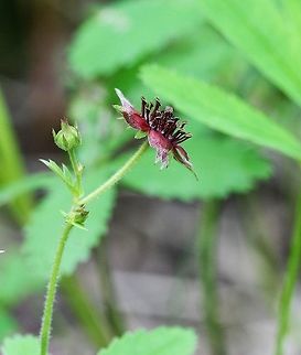 Comarum palustre (syn. Potentilla palustris) Comarum palustre (Marsh Cinquefoil) growing in a vernal pond. The flowers have a scent like roses. Comarum palustre,Geotagged,Marsh Cinquefoil,Potentilla palustris,Purple marshlocks,Rosaceae,Summer,United States,Wetlands