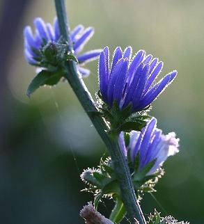 Cichorium intybus Cichorium intybus (Common Chicory, Chicory) flowers with dew. The plant was a self-sown volunteer in a vegetable garden. Cichorium intybus,Common Chicory,Geotagged,Minnesota,Summer,United States,asteraceae,dew,vegetable garden