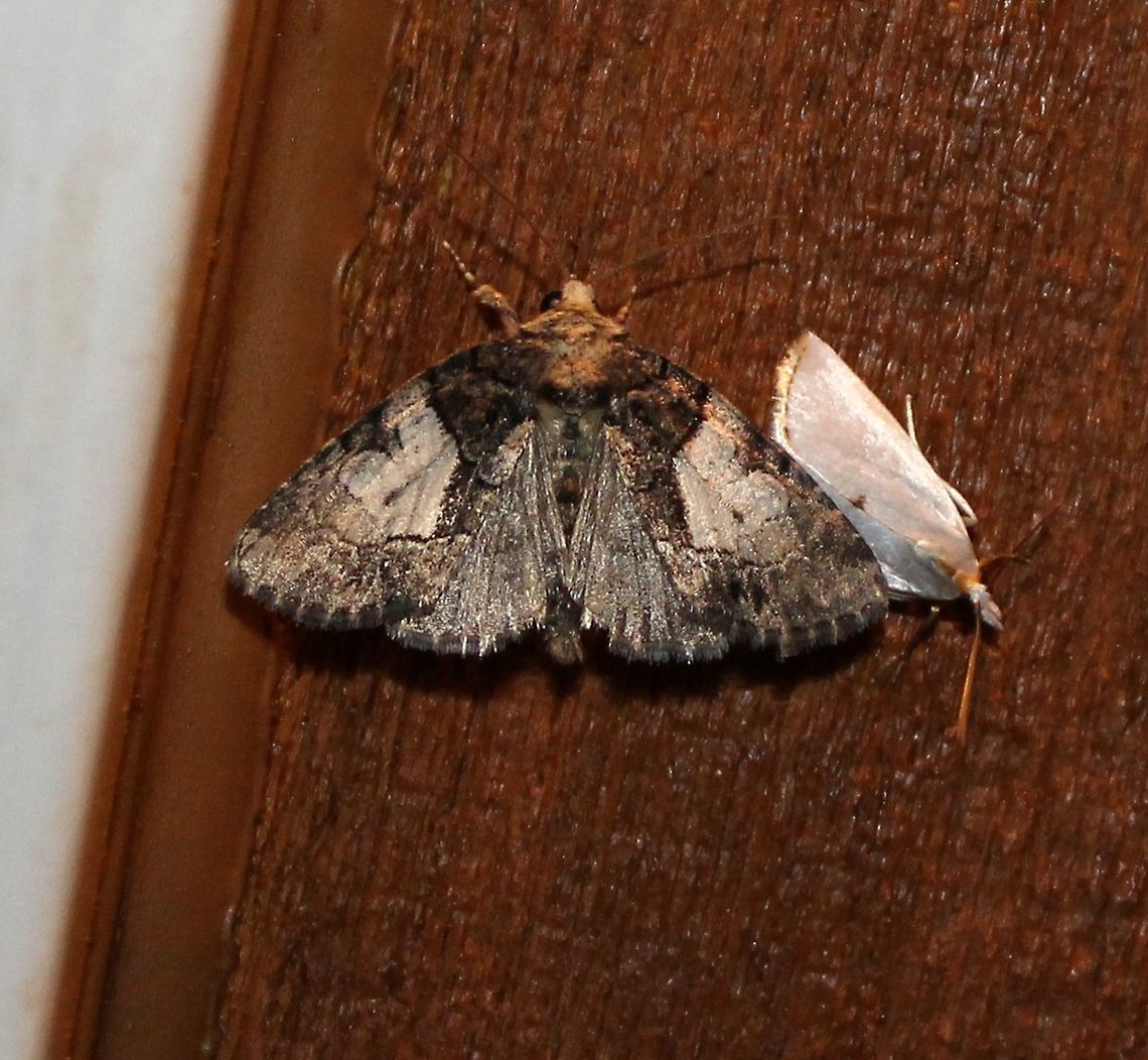 Chytonix palliatricula Chytonix palliatricula (Cloaked Marvel Moth). The small white moth is Urola nivalis. Chytonix palliatricula,Cloaked Marvel Moth,Geotagged,Summer,United States,Urola nivalis