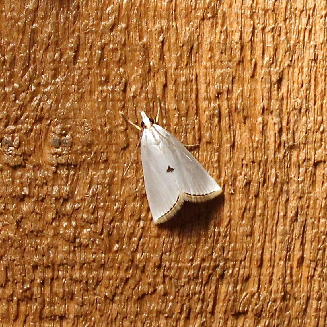 Urola nivalis Urola nivalis (Snowy Urola Moth) Geotagged,Snowy urola moth,Summer,United States,Urola nivalis