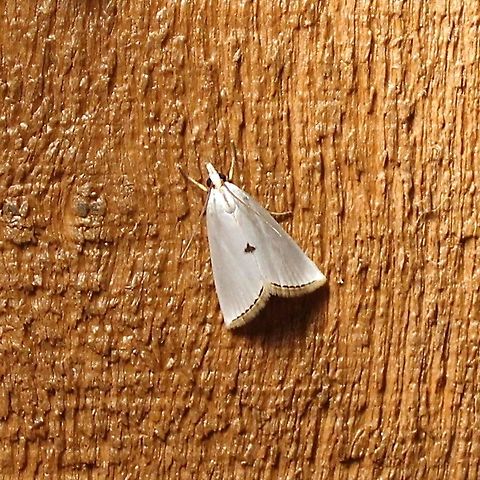 Urola nivalis Urola nivalis (Snowy Urola Moth) Geotagged,Snowy urola moth,Summer,United States,Urola nivalis