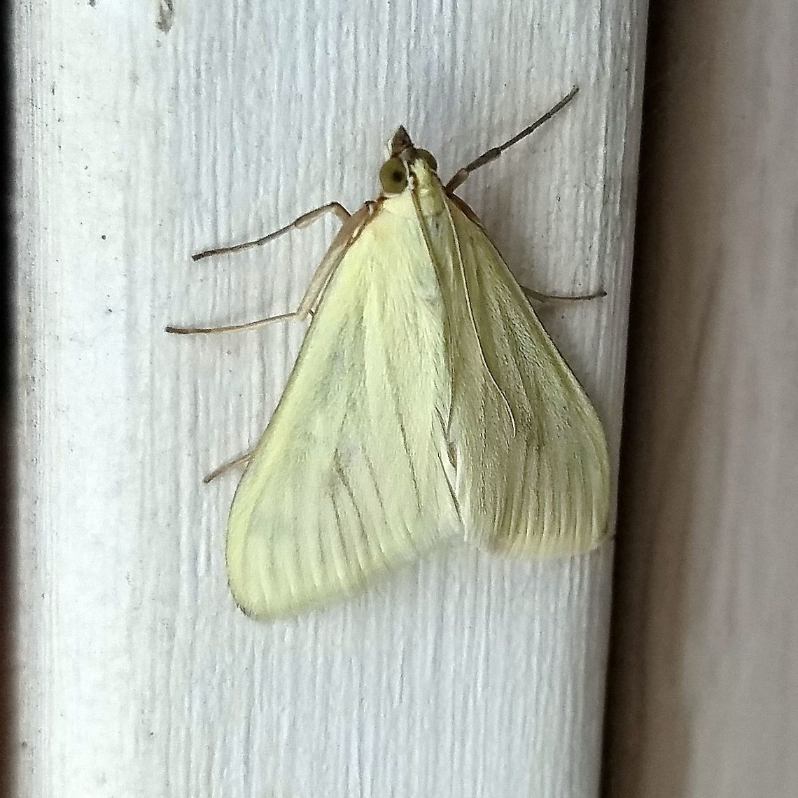 Sitochroa palealis Sitochroa palealis (Carrot Seed Moth) on the side of a building where the porch light had been left on all night. One of its host plants, wild carrot (Daucus carota) is frequent along the roadsides in this part of Michigan. Carrot Seed Moth,Geotagged,Michigan,Moth,Sitochroa palealis,Summer,United States
