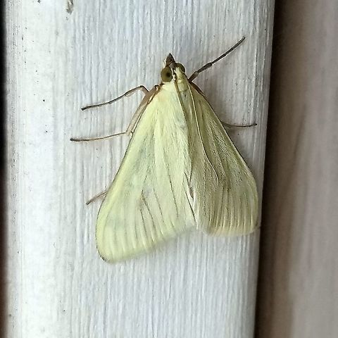 Sitochroa palealis Sitochroa palealis (Carrot Seed Moth) on the side of a building where the porch light had been left on all night. One of its host plants, wild carrot (Daucus carota) is frequent along the roadsides in this part of Michigan. Carrot Seed Moth,Geotagged,Michigan,Moth,Sitochroa palealis,Summer,United States