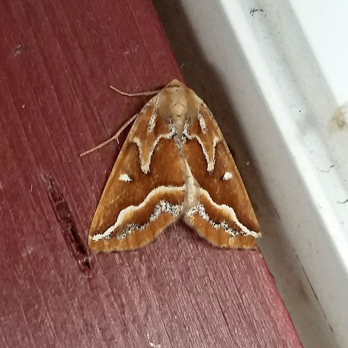 Caripeta piniata Caripeta piniata (Northern Pine Looper) on the side of a building where the porch light had been left on all night. Caripeta piniata,Geotagged,Michigan,Northern Pine Looper,Summer,United States,orange moth