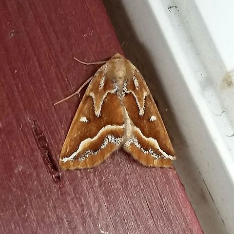 Caripeta piniata Caripeta piniata (Northern Pine Looper) on the side of a building where the porch light had been left on all night. Caripeta piniata,Geotagged,Michigan,Northern Pine Looper,Summer,United States,orange moth