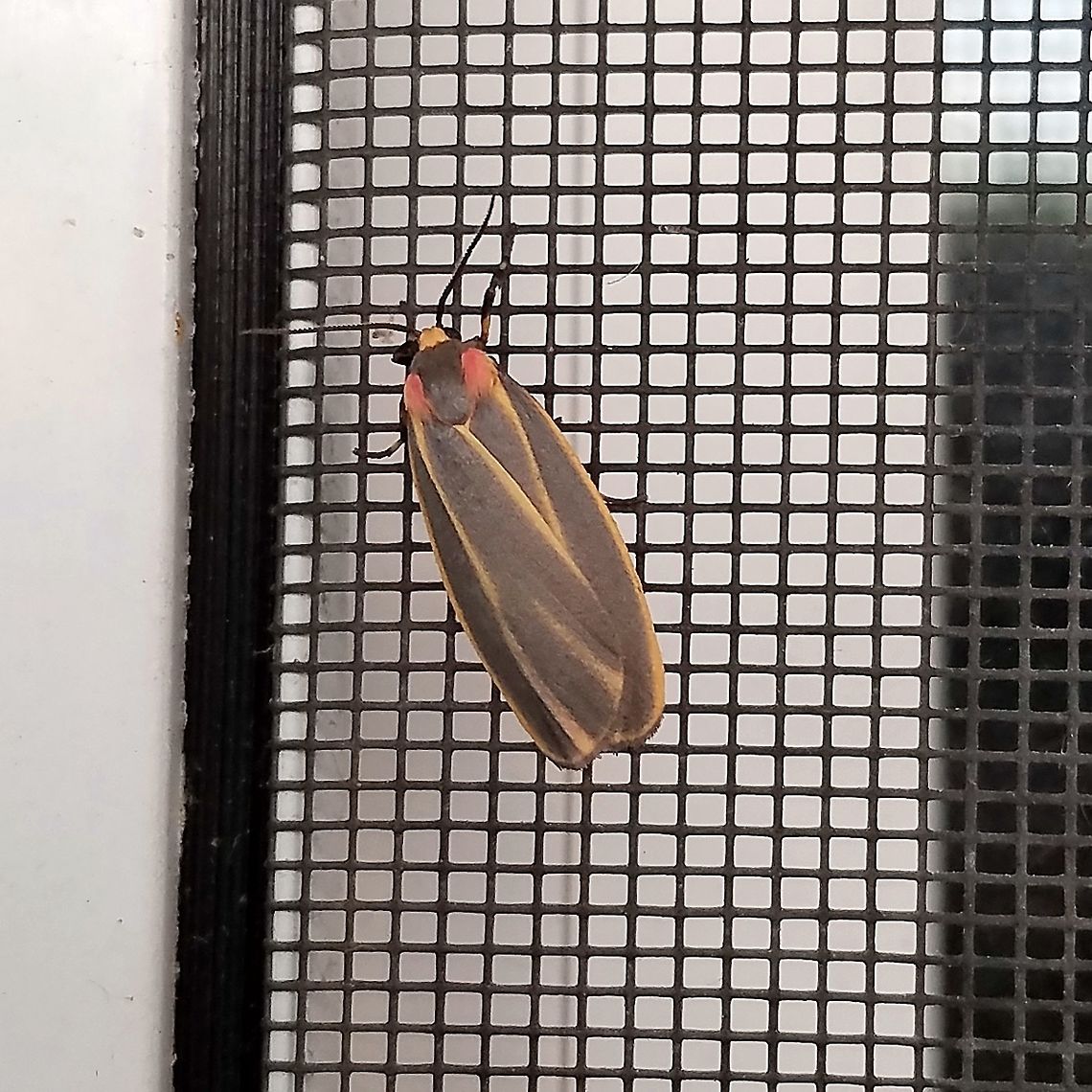 Hypoprepia fucosa Hypoprepia fucosa (Painted Lichen Moth) on the side of a building where the porch light had been left on all night&#039; Geotagged,Hypoprepia fucosa,Michigan,Painted lichen moth,Summer,United States