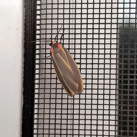 Hypoprepia fucosa Hypoprepia fucosa (Painted Lichen Moth) on the side of a building where the porch light had been left on all night' Geotagged,Hypoprepia fucosa,Michigan,Painted lichen moth,Summer,United States