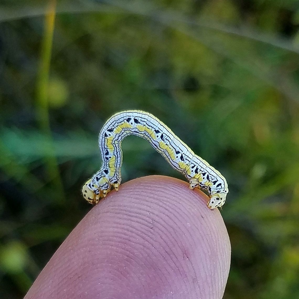Cingilia catenaria larva Cingilia catenaria (Chain-dotted Geometer) larva from a rich fen near Lake Superior with both open areas with Carex lasiocarpa and shrubby areas with Larva of the Chain-dotted Geometer Moth. The larvae feed on the leaves of many species of shrubs and trees a large number of which grow in fens and other peatlands. Among these are bog laurel, cranberry, leatherleaf, sweet gale, tamarack, and white cedar. These species were present in the fen where this caterpillar was found.<br />
<br />
The patterns on this small caterpillar are unusual. Each spiracle is marked by a black dot on a white oval background. At the tip of the oval are two black markings with a flowing shape. Combined these remind of a dog&#039;s face. Chain-dotted geometer,Cingilia catenaria,Cingilia catenaria larva,Geotagged,Michigan,Summer,United States,caterpillar,geometridae,inchworm