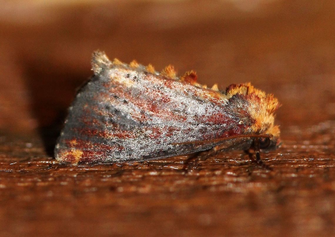 Achatodes zeae Achatodes zeae (Elder Shoot Borer). Larval hosts are species of Sambucus (Elderberry) the shoots of which they bore into. Achatodes zeae,Apameini,Elder Shoot Borer,Geotagged,Lepidoptera,Noctuidae,Noctuinae,Noctuoidea,Summer,United States,insect,moth