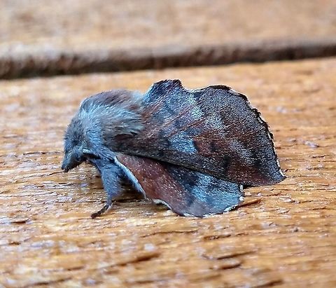American lappet moth