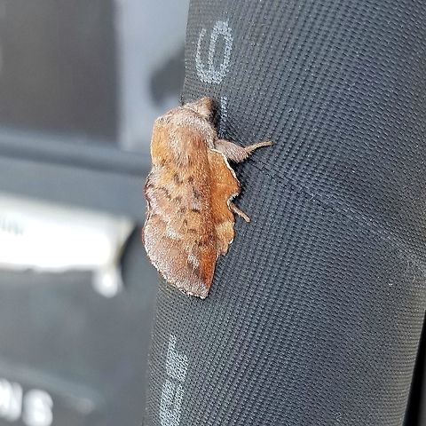 Phyllodesma americana Phyllodesma americana American lappet moth,Geotagged,Phyllodesma americana,Summer,United States