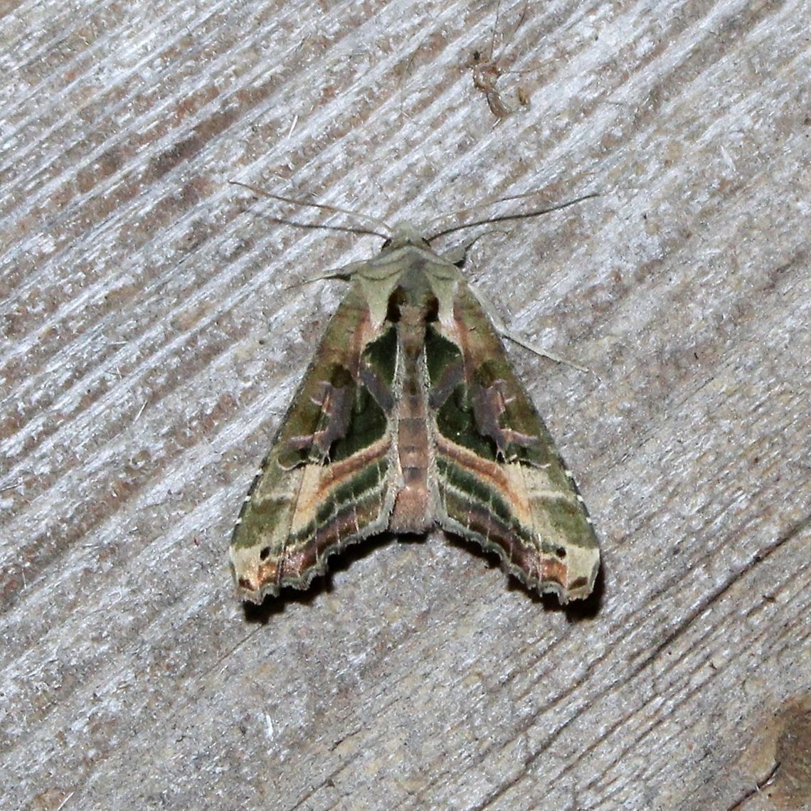 Phlogophora iris Phlogophora iris Geotagged,Phlogophora iris,Spring,United States,iris