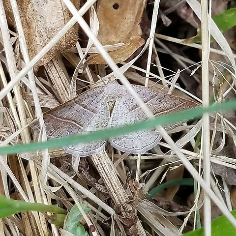 Petrophora subaequaria Petrophora subaequaria (Northern Petrophora). Larval host plants are ferns.

More here:
https://bugguide.net/node/view/40677
https://www.butterfliesandmoths.org/species/Petrophora-subaequaria Ennominae,Geometridae,Geotagged,Northern Petrophora,Petrophora subaequaria,Spring,United States