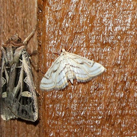 Parapoynx badiusalis Parapoynx badiusalis (Pondweed Moth) with a Feltia sp. (Dart Moth) to the left. Chestnut-marked pondweed moth,Geotagged,Lepidoptera,Parapoynx badiusalis,Summer,United States,insect,moth