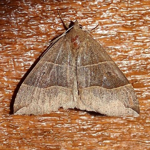 Parallelia bistriaris Parallelia bistriaris Geotagged,Maple Looper Moth,Parallelia bistriaris,Summer,United States