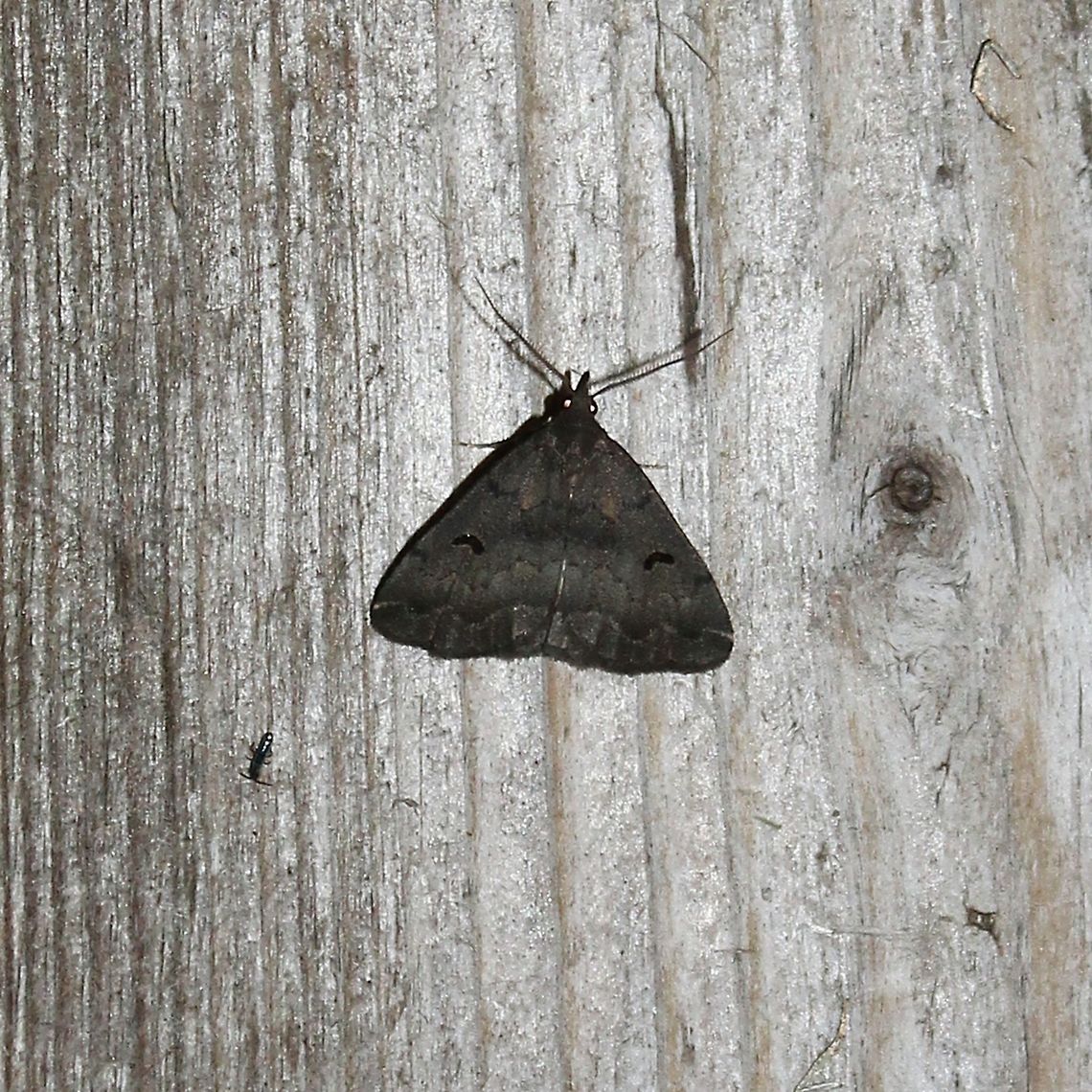 Phalaenostola hanhami Phalaenostola hanhami Geotagged,Hanham's snout moth,Phalaenostola hanhami,Summer,United States