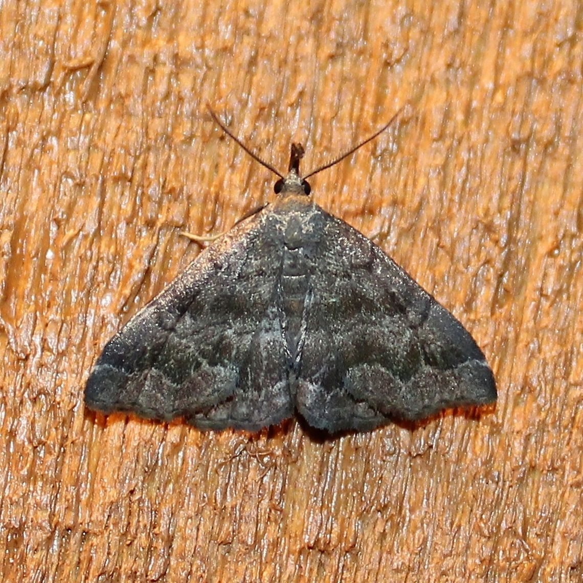 Phalaenostola larentioides Phalaenostola larentioides (Black-banded Owlet). Besides seeing these at night on my porch I also noticed them a few times in late afternoon in short grass. Black-banded owlet,Geotagged,Minnesota,Phalaenostola larentioides,Summer,United States