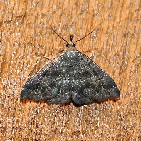 Phalaenostola larentioides Phalaenostola larentioides (Black-banded Owlet). Besides seeing these at night on my porch I also noticed them a few times in late afternoon in short grass. Black-banded owlet,Geotagged,Minnesota,Phalaenostola larentioides,Summer,United States