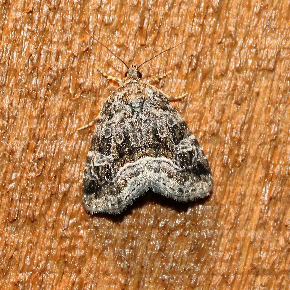 Protodeltote muscosula Protodeltote muscosula (Large Mossy Lithacodium) Geotagged,Large mossy lithacodium,Protodeltote muscosula,Summer,United States