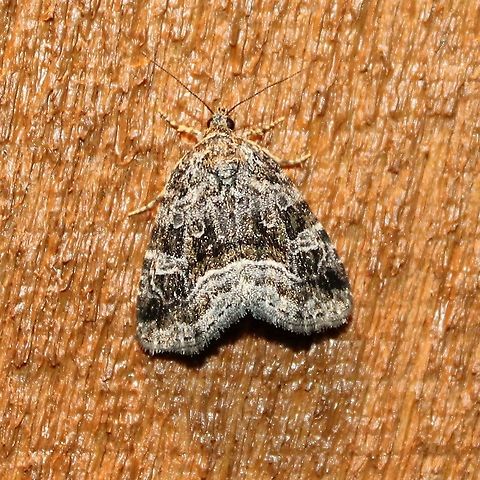 Protodeltote muscosula Protodeltote muscosula (Large Mossy Lithacodium) Geotagged,Large mossy lithacodium,Protodeltote muscosula,Summer,United States