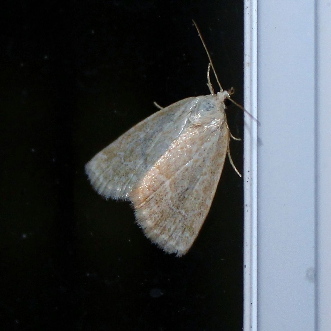 Protodeltote albidula Protodeltote albidula (Pale Glyph) Geotagged,Pale Glyph,Protodeltote albidula,Summer,United States