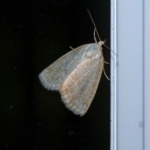 Protodeltote albidula Protodeltote albidula (Pale Glyph) Geotagged,Pale Glyph,Protodeltote albidula,Summer,United States