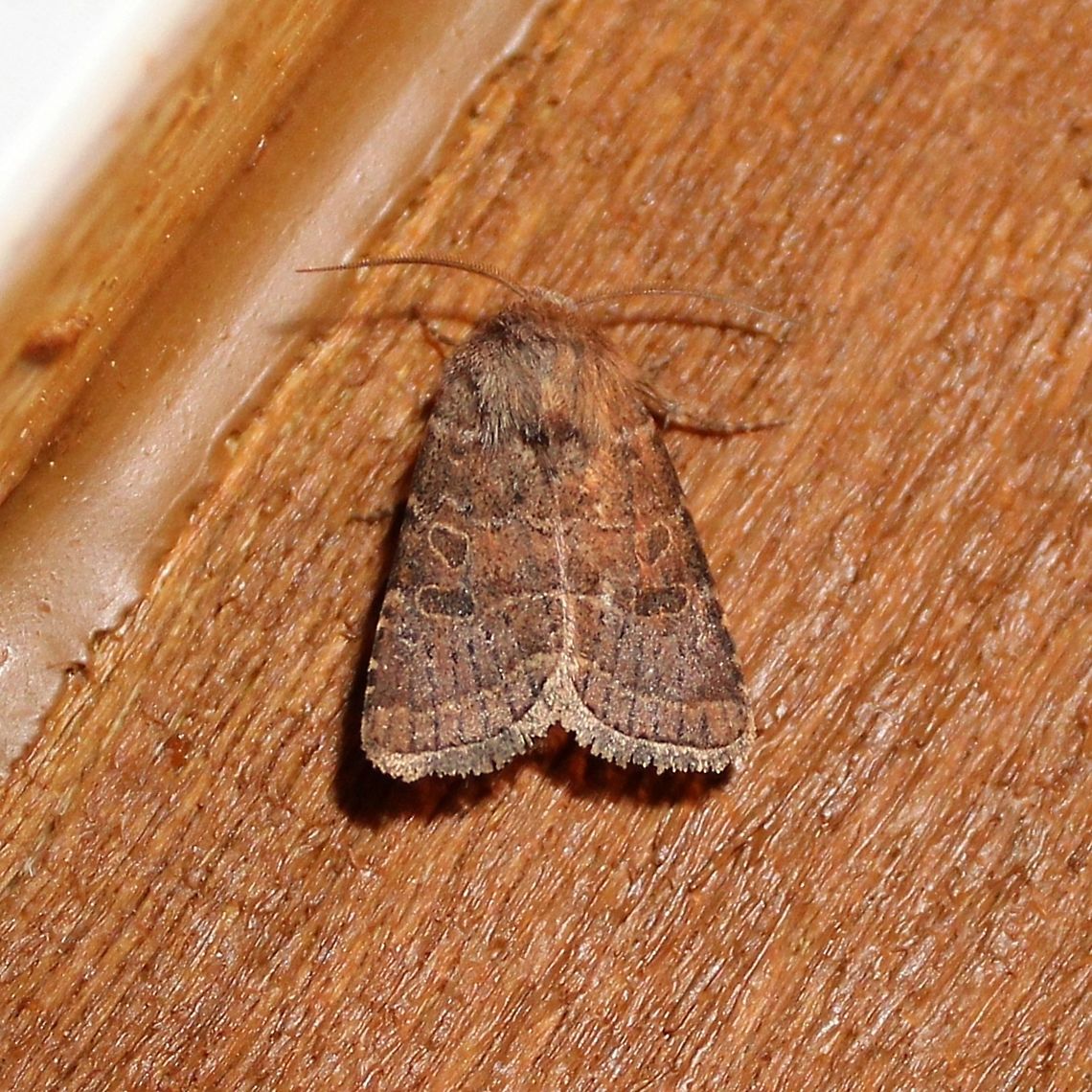 Protorthodes oviduca (Ruddy Quaker Moth) Protorthodes oviduca (Ruddy Quaker Moth). Larvae feed on dandelion, plantain and other low-growing plants. <a href="https://bugguide.net/node/view/38978" rel="nofollow">https://bugguide.net/node/view/38978</a> Geotagged,Protorthodes oviduca,Ruddy Quaker Moth,Spring,United States