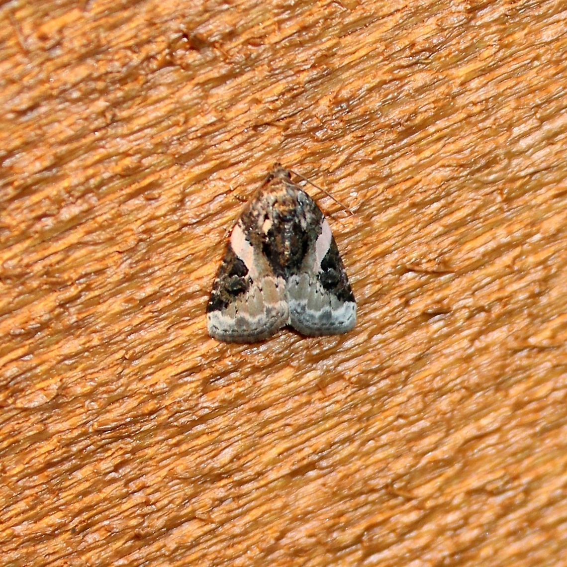 Pseudeustrotia carneola Pseudeustrotia carneola Geotagged,Minnesota,Pink-barred Pseudeustrotia,Pink-barred lithacodia moth,Pseudeustrotia carneola,Summer,United States