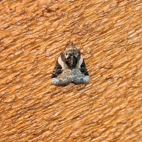 Pseudeustrotia carneola Pseudeustrotia carneola Geotagged,Minnesota,Pink-barred Pseudeustrotia,Pink-barred lithacodia moth,Pseudeustrotia carneola,Summer,United States